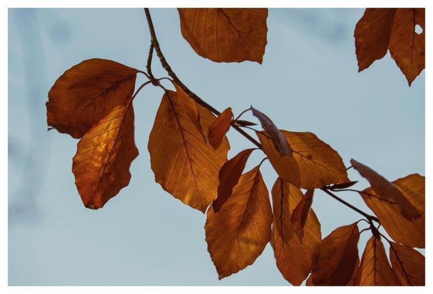 Autumn Leaves Beech Autumn Colors