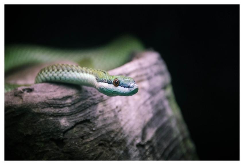 Snake Reptile Animal Nature