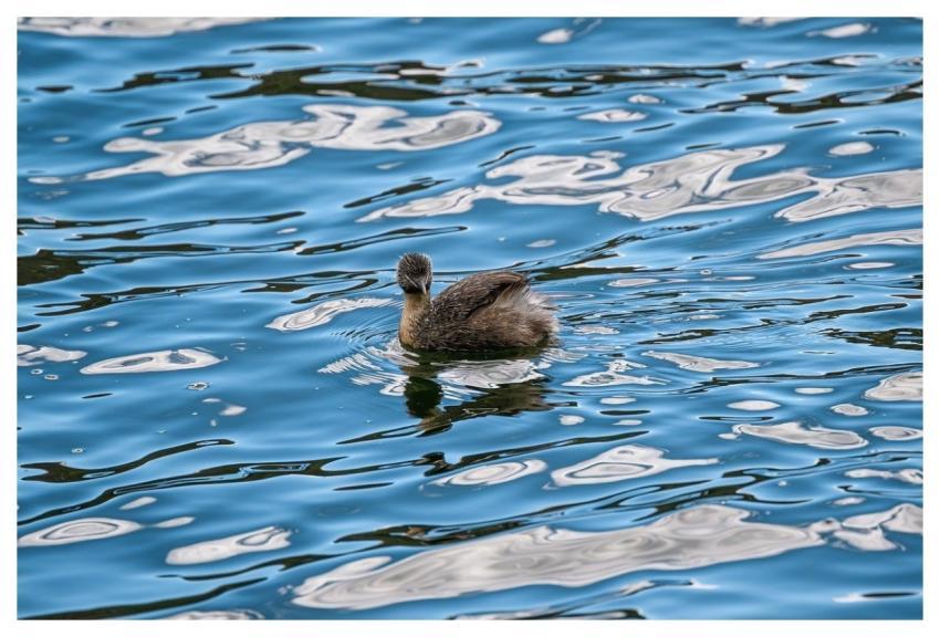 Hoary-Headed Grebe Grebe Poliocephalus Poliocephal