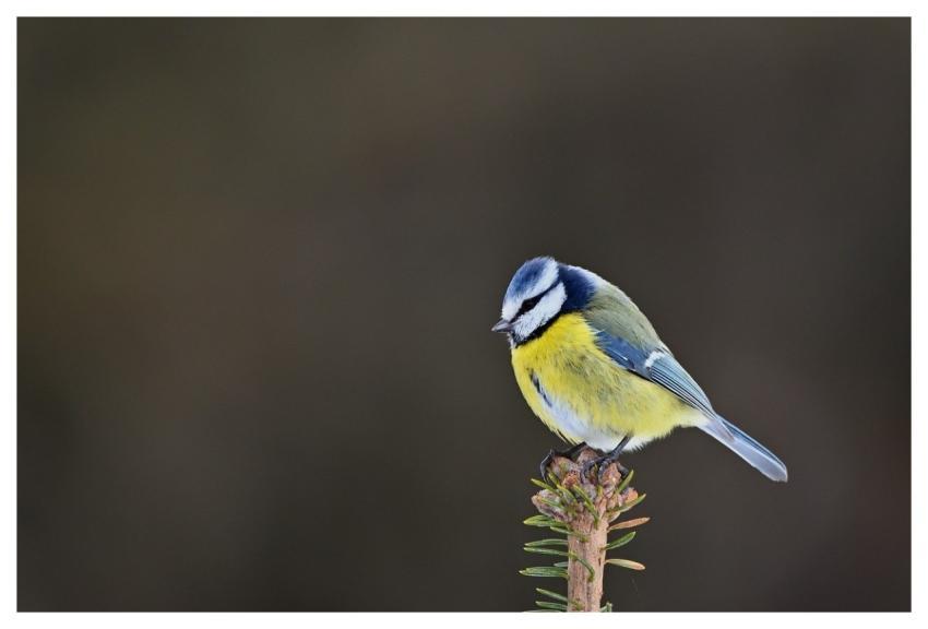 Blue Tit Bird Winter Pine