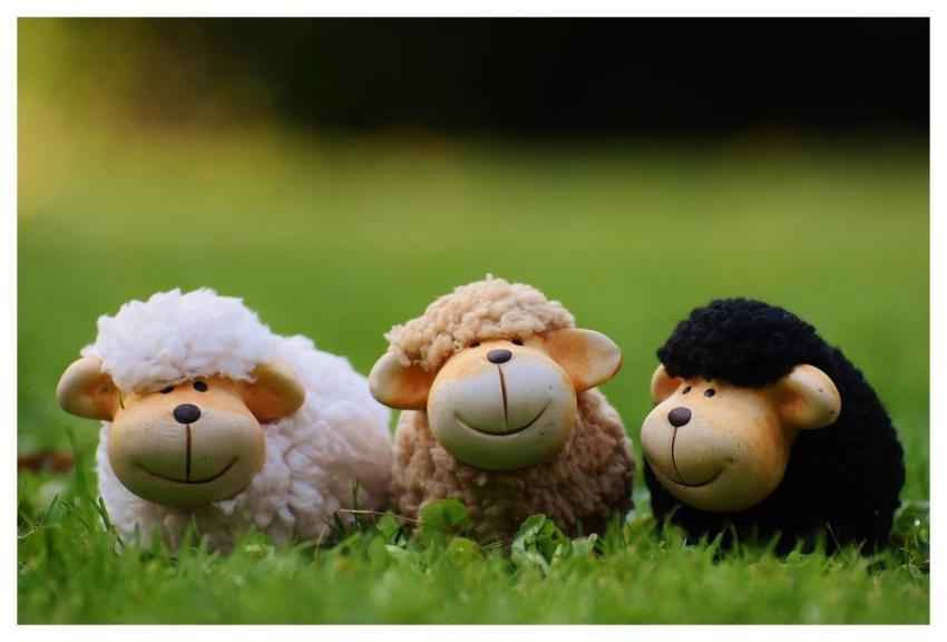 Sheep Meadow Animals Deco