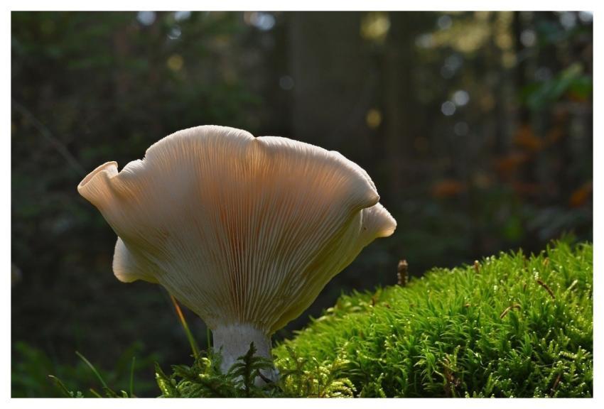 Mushroom Forest Moss Nature