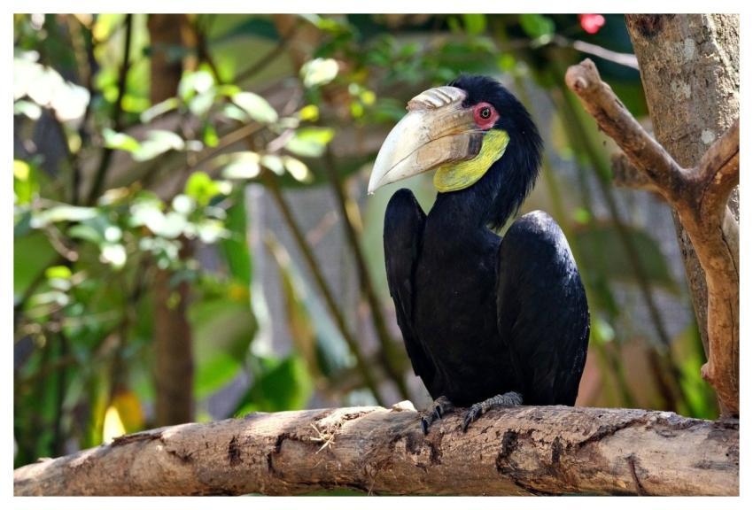 Hornbill Bird Wildlife Animal