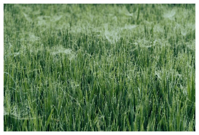 Grass Full Hd Wallpaper Meadow 4K Wallpaper