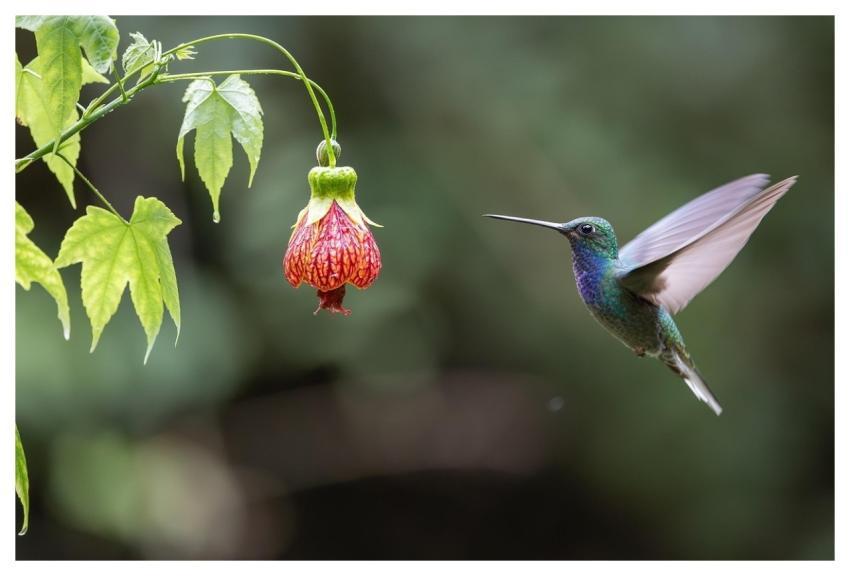 Hummingbird Bird Animal Feathers