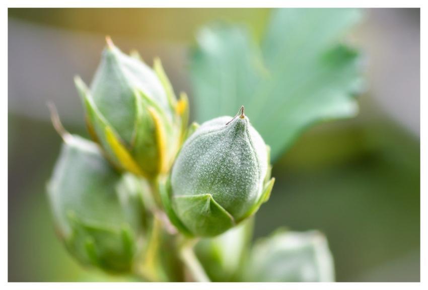 Buds Hibiscus Syriacus Macro