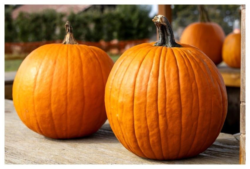Pumpkins Autumn Harvest Fall