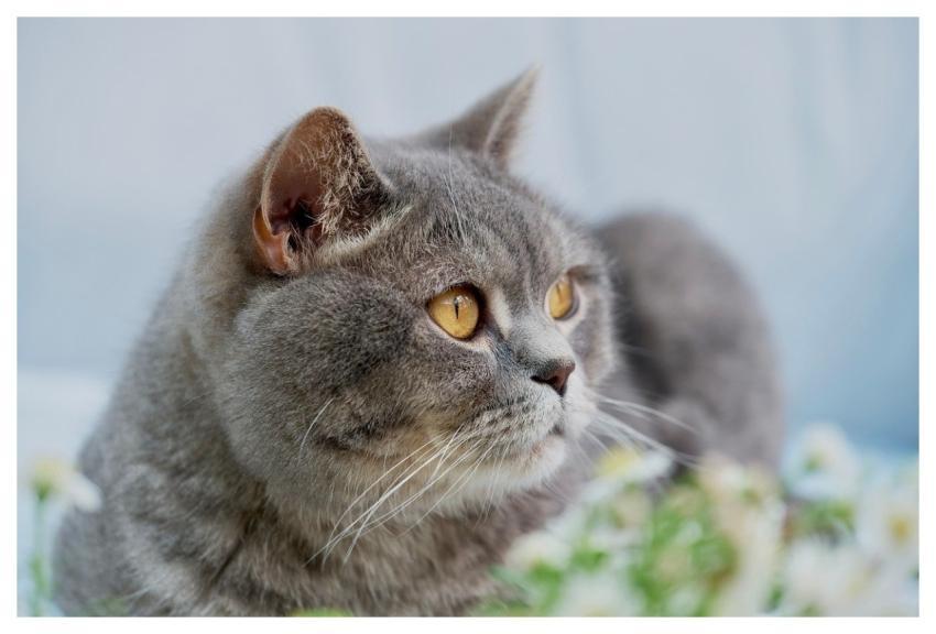 Cat Pet British Shorthair Animal
