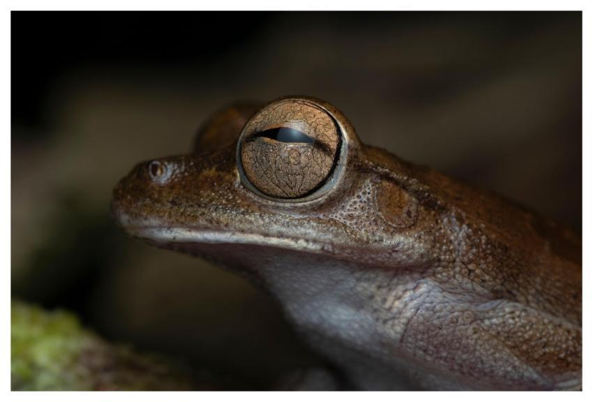Tree Frog Frog Amphibian Animal