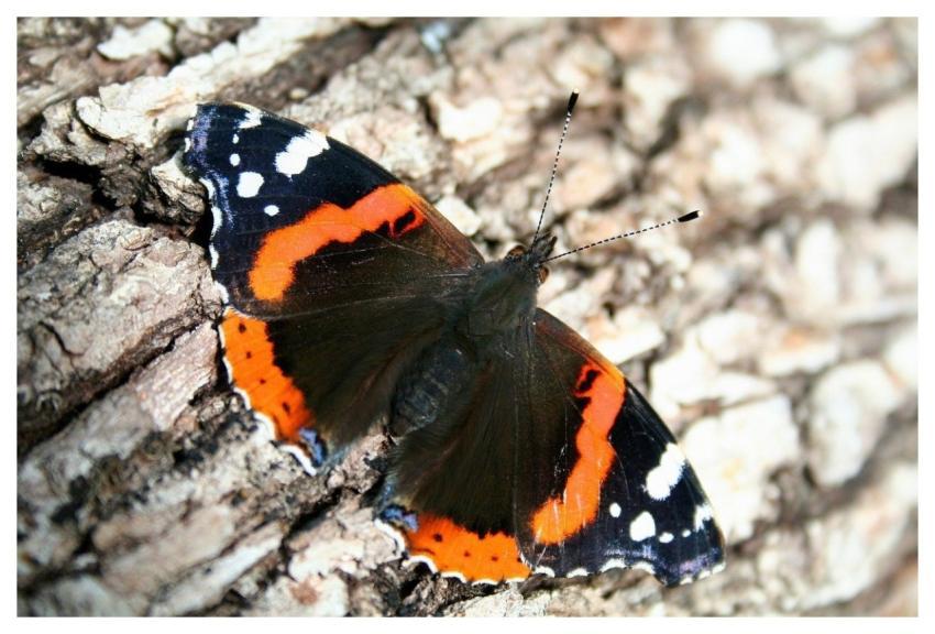 Butterfly Vanessa Atalanta Red Admiral Animal