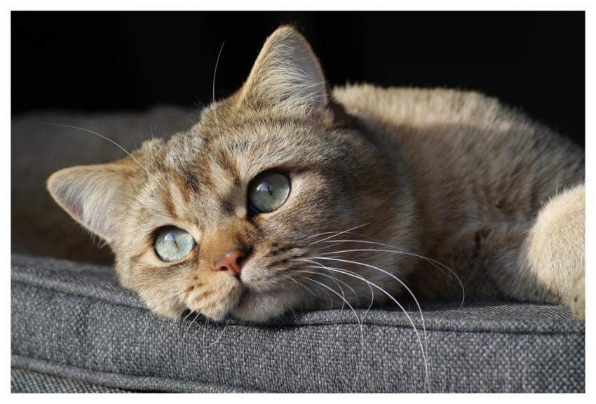 Cat Pet Kitten British Shorthair