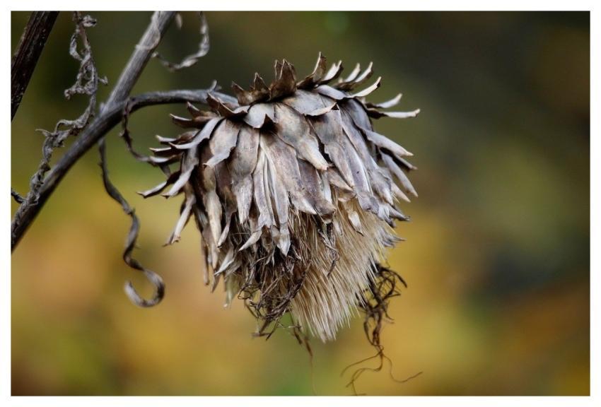Artichoke Dry Wilted Twig
