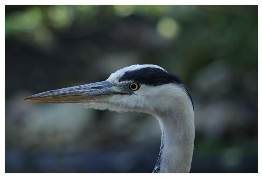 Heron Animals Bird Blue Heron