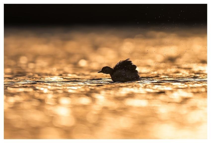 Bird Nature Animal Wildlife