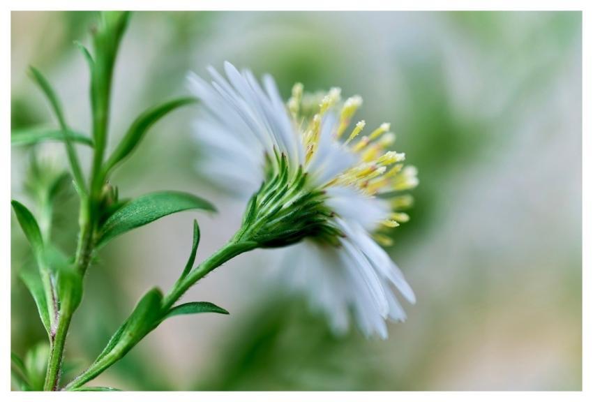 Bouquet Nature Outdoor Flower