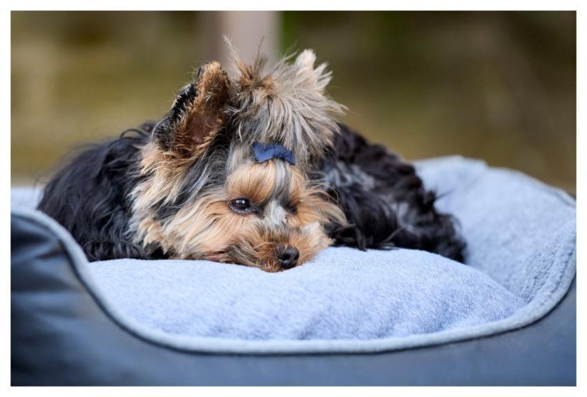 Yorkshire Terrier Dog Puppy Nature