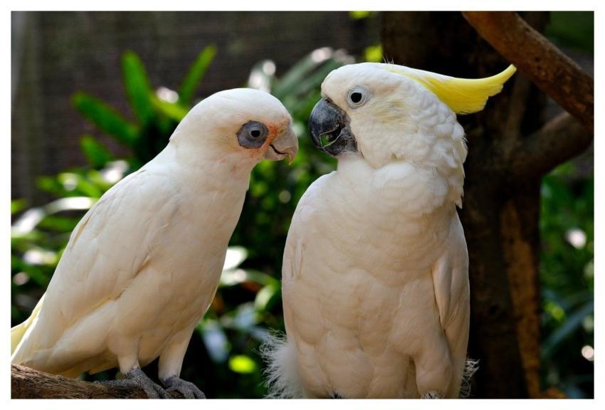 Cockatoo Bird Wildlife Feathers