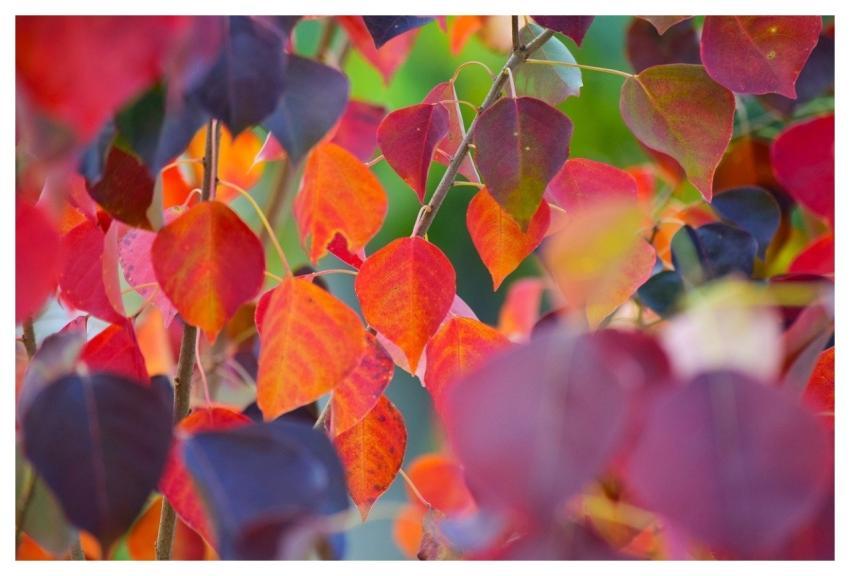 Red Leaves Autumn Natural Beauty Tree Leaves