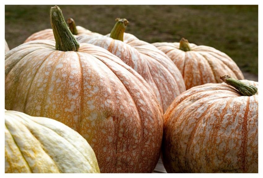 Pumpkins Autumn Harvest Fall