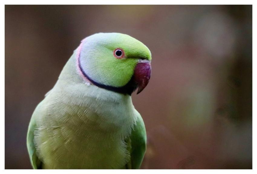 Ring-Necked Parakeet Parrot Green Exotic