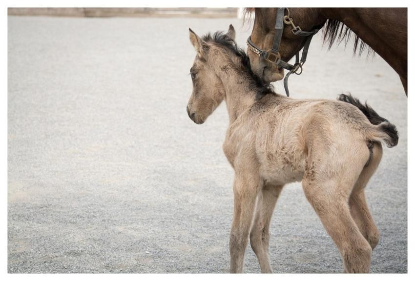 Foal Horse Pony Small