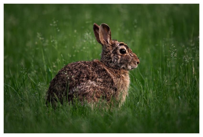 Eastern Cottontail Wild Rabbit Brown Rabbit Native