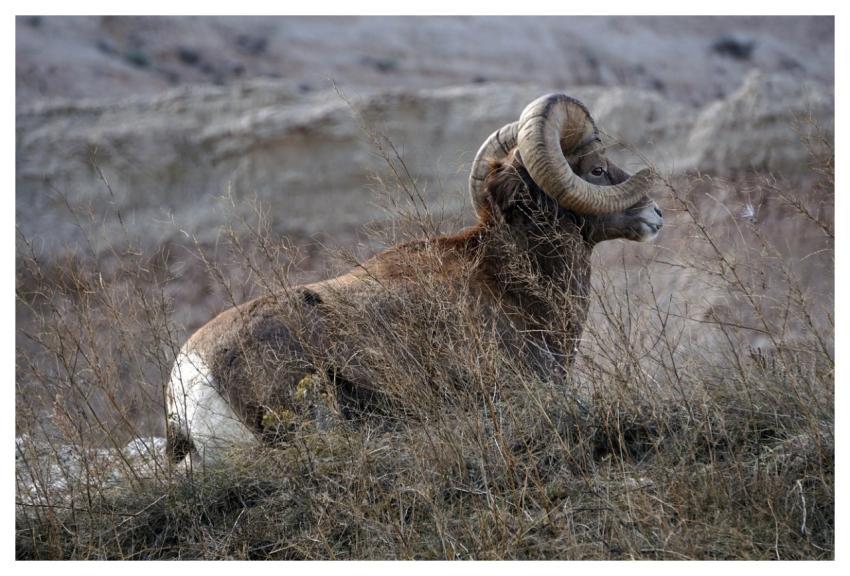 Animal Bighorn Sheep Mammal Species