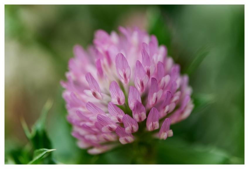 Red Clover Nature Flower Pink