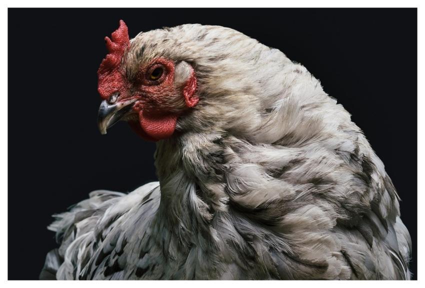 Chicken Hen Poultry Nature