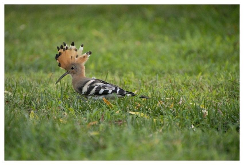 Hoopoe Nature Bird Animal