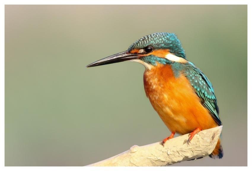 Kingfisher Bird Beak Avian