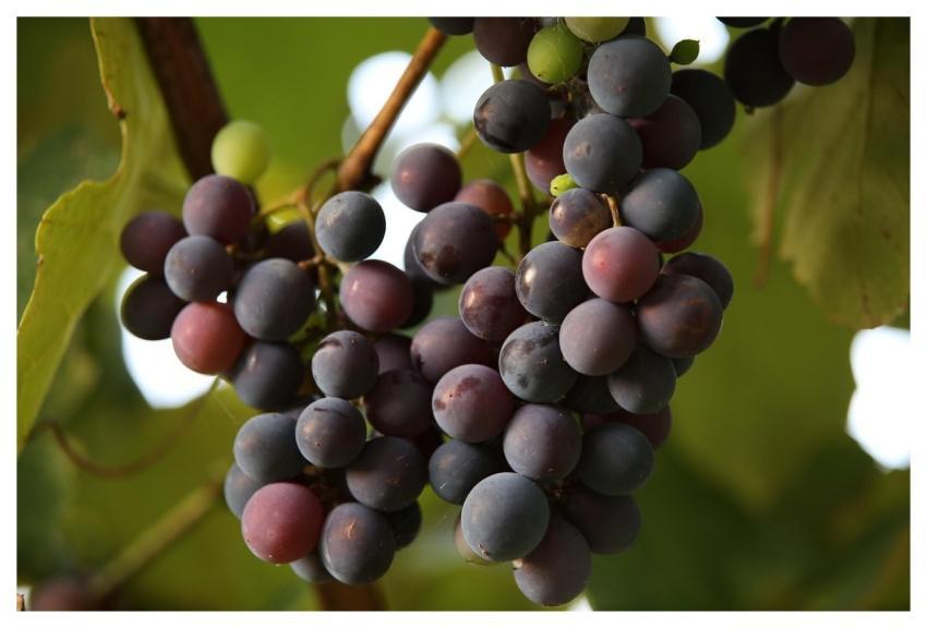 Grapes Fruits Grapevine Vine