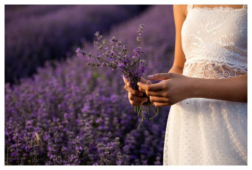 Lavender Flowers Bouquet Plants