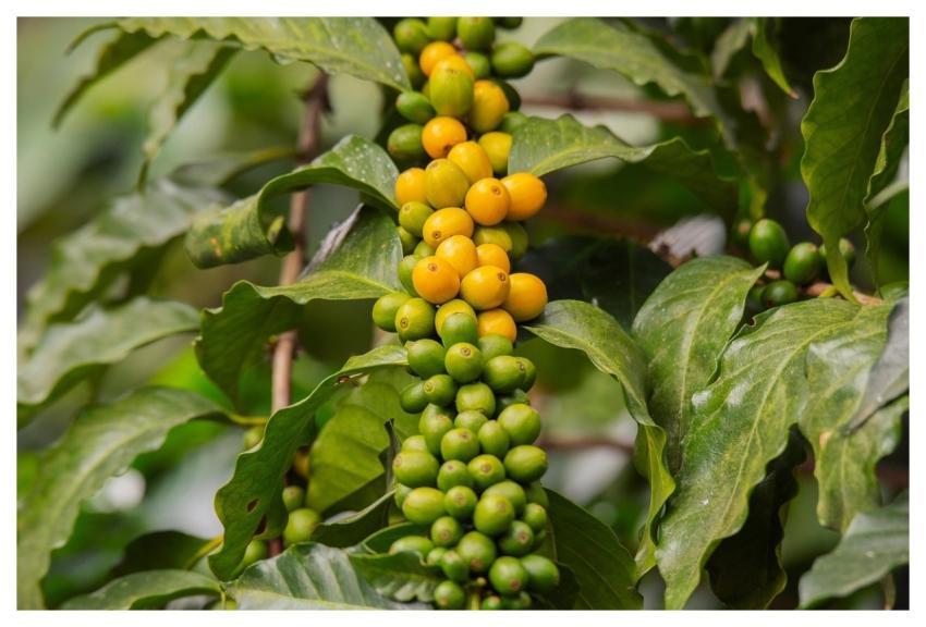 Plant Bush Branch Grain
