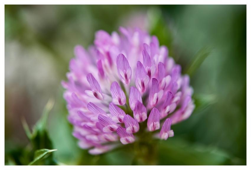 Clover Nature Wildflower Flora