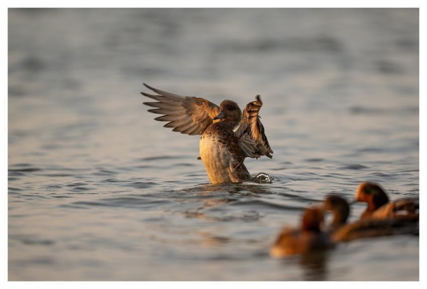 Bird Nature Wildlife Plumage