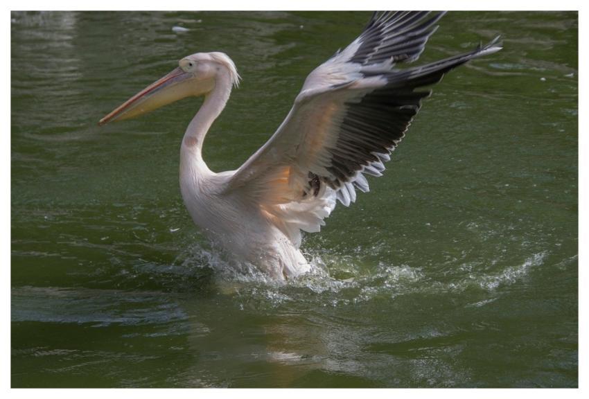 Pelican Bird Animal Feathers