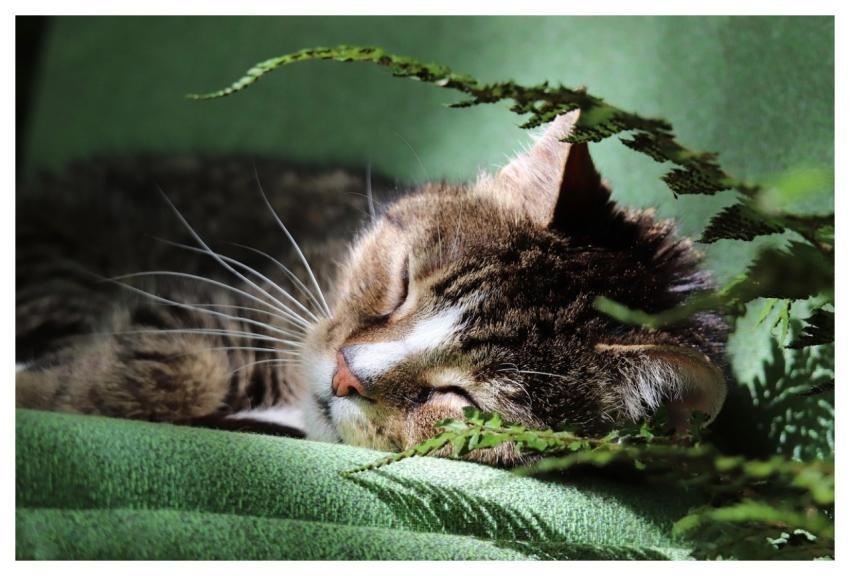 Tomcat Animal Cat Domestic Cat