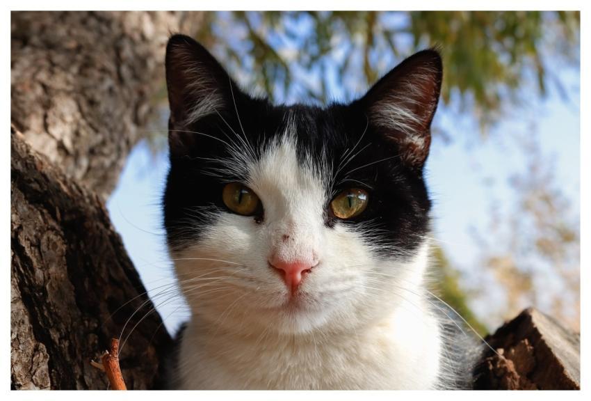 Cat Animal Nature Mammal