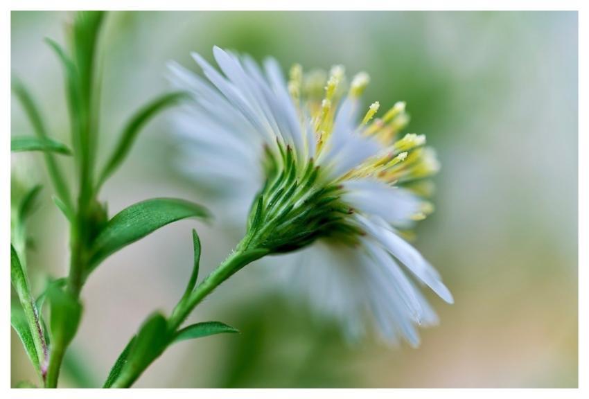 Tall White Aster Leaves Hd Wallpaper Nature