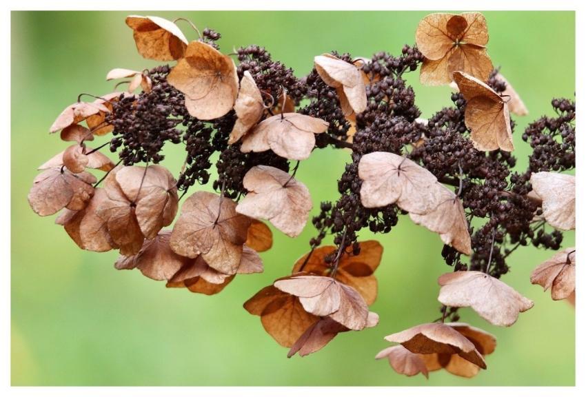Hydrangea Dried Flowers Autumn Brown Color