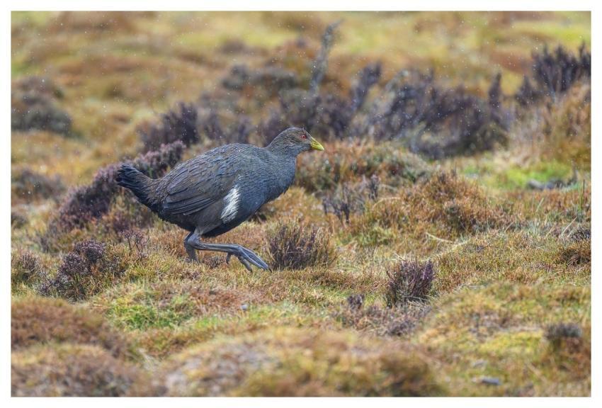 Tasmanian Native-Hen Hen Bird Tribonyx Mortierii