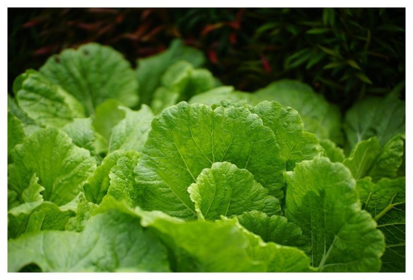 Cabbage Green Leaves Vegetable