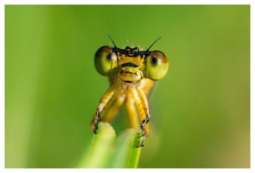Dragonfly Insect Nature Wings