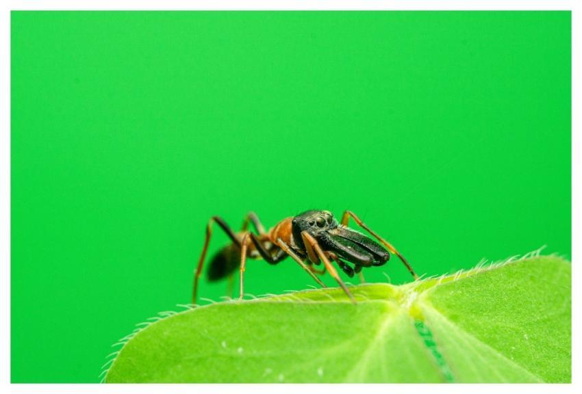 Animal Wildlife Nature Spider