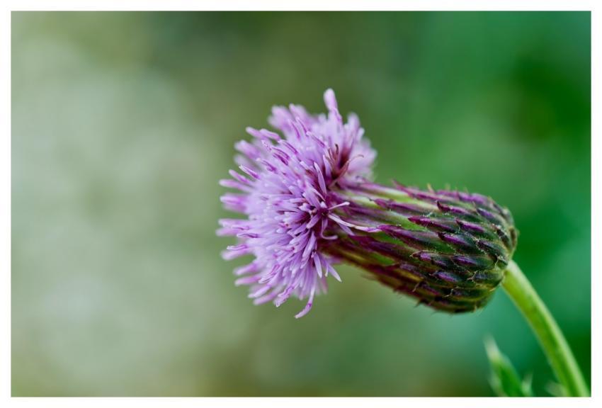 Thistle Nature Bloom Hd Wallpaper