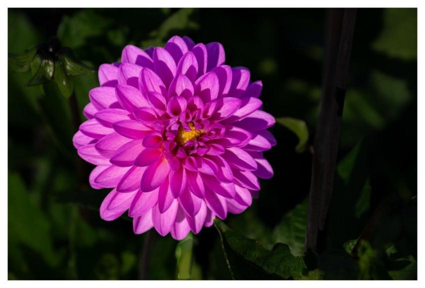 Flower Dahlia Blossom Bloom