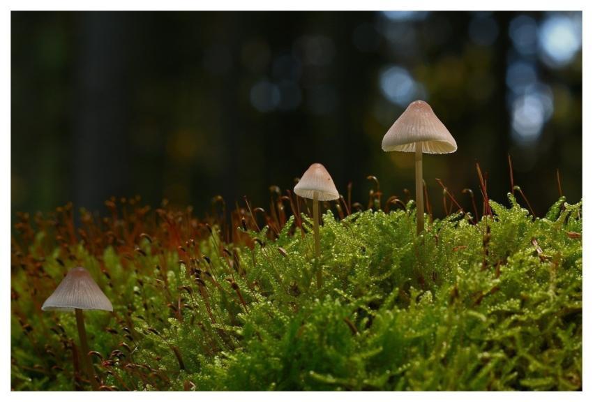 Mushrooms Forest Moss Autumn