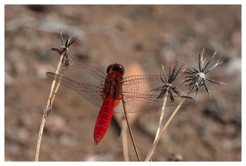 Dragon-Fly Insect Nature Macro