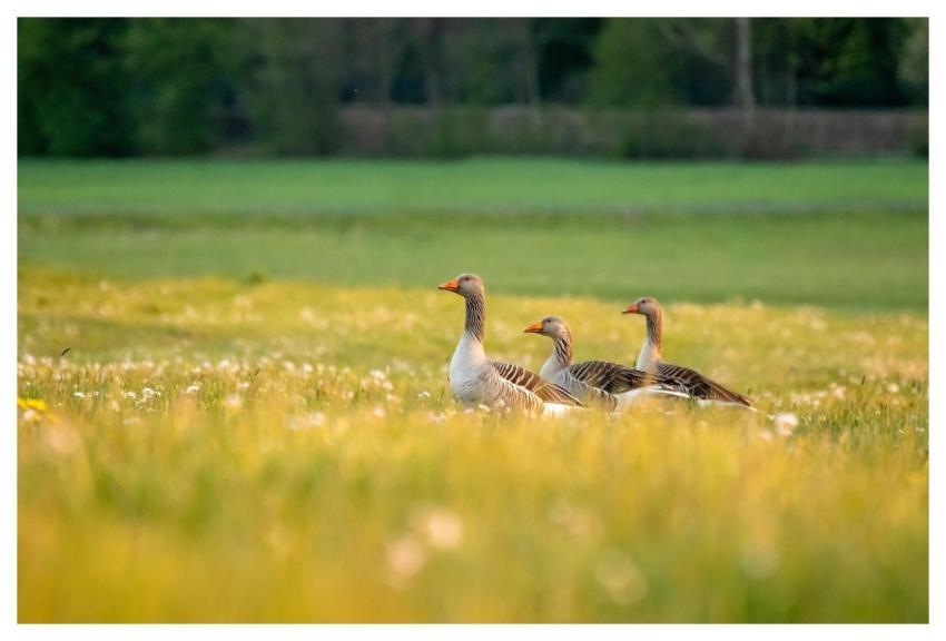 Nature Summer Wild Goose Water Bird